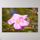 Suche nach briar rose poster Rosa