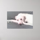 Recherche de queue animaux articles Drôle