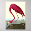 Recherche de flamant américain posters Nature