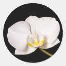 Recherche de orchidée noire autocollants Fleur