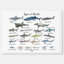 Recherche de requins magnets Faune