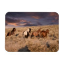 Suche nach laufen sie weg magnete Wildpferd