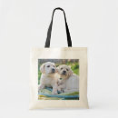Recherche de purebreed sacs Dog