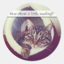 Recherche de chat tigré brun Animal familier