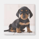 Suche nach miniatur magnete Tiere