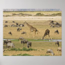 Recherche de gnou art Migration