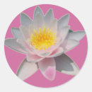 Suche nach wasserlilie aufkleber Rosa