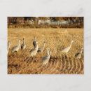 Recherche de oiseau migrateur cartes postales Grues