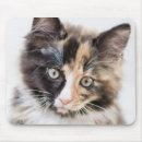 Suche nach norwegen mousepads Fotografie
