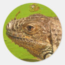 Recherche de iguane autocollants Reptile