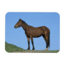 Recherche de mustang magnets Cheval