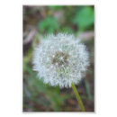Recherche de 4x6 posters Photographie