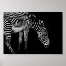Suche nach weißes pferd poster Fotografie