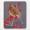 Recherche de cardinalis Animal