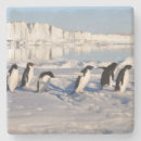 Suche nach penguin untersetzer Wild lebende tiere