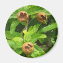 Suche nach nahrungsmittel magnete Frucht