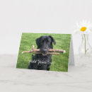Suche nach zwei hunde karten Foto