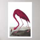 Suche nach amerikanischer flamingo poster Rosa