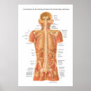 Suche nach innere organe poster Anatomisch