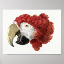 Recherche de perroquets posters Macaw