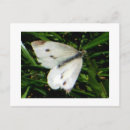 Recherche de papillon blanc cartes postales Animaux