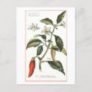 Recherche de cayenne posters Vintage
