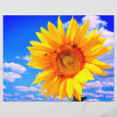 Suche nach sonnenblumen flyer Sommer