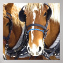 Recherche de horse posters Equine