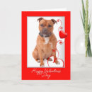 Suche nach staffordshire bullterrier karten Haustier