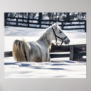 Suche nach weißes pferd poster Winter
