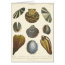 Recherche de palourdes cartes postales Coquille de palourdes