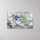 Suche nach blaues jay leinwandbilder Vogelvogel