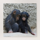 Suche nach schimpansen puzzle Foto