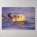 Suche nach seeotter poster Süß
