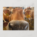 Suche nach cow postkarten Niedlich