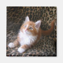 Recherche de copies de chat photographie Mignon