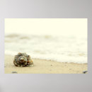 Suche nach seashell poster Nautisch