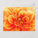 Recherche de dahlia cartes postales Nature