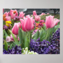 Recherche de tulipe rose posters Tulipes