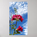 Suche nach hollyhock poster Flowers