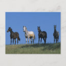 Suche nach araber postkarten Gruppe