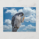 Suche nach falcone postkarten Raptor