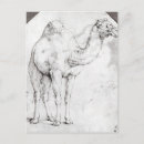 Recherche de dromadaire cartes postales Bosse