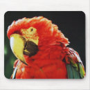 Suche nach grüner papagei mousepads Vogel