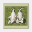 Suche nach lemur magnete Niedlich