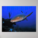Suche nach blauer ozean poster Hai