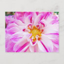 Recherche de fleur de dahlia cartes postales Dahlias