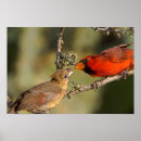 Recherche de cardinal du nord art Rouge
