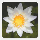 Suche nach limousinen aufkleber Blume