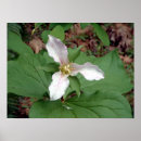Suche nach weißes holz poster Blume